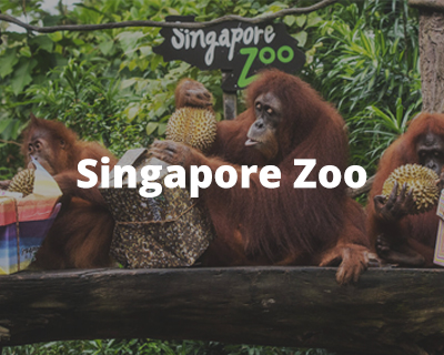 Singapore Zoo